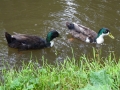 Ducks!