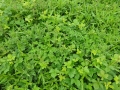 Fifty shades of Green