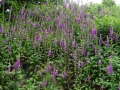 Foxgloves