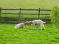 Goats (2)
