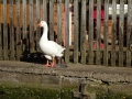 Goose at Shardlow