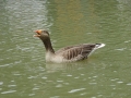Grey Lag Goose (1)