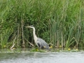Heron