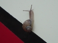 Hitch hiking snail