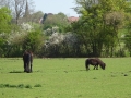 Horse (3)