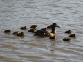 Large family