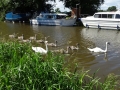 Large swan family