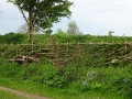Living hedge (2)
