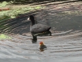 Mother and baby coot (1)