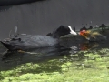 Mother and baby coot (2)
