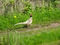 Pheasant