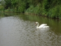 Swan at Hanbury Junction (1)