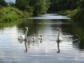 Swan family (1)