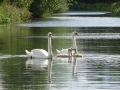 Swan family (2)