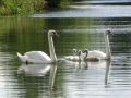 Swan family (3)