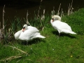 Swans (1)