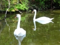 Swans (4)
