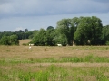 View from moorings at Bratch (3)