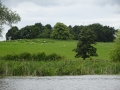 View from moorings at Tixall (1)
