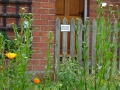 Weeds for sale! (1)
