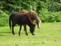 ponies