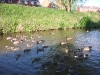 Flotilla of Canada Geese