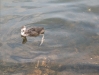 Baby Coot on Westport Lake