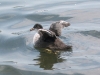 Baby Coot on Westport Lake