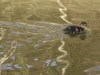 Baby Duck