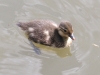 Baby Duck