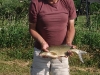 Bream