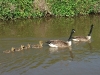 Canada Goose Family