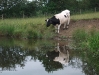 Cow and Ducks