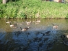 Flotilla of Geese