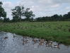 Loads of geese