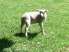 Lamb at Sutton Hall