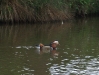 Mandarin Duck