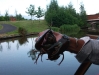 Signal Crayfish