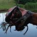 Signal Crayfish