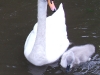 Swan and Cygnet