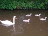 Swan and Cygnets