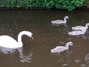 Swan and Cygnets