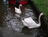 Swans