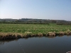 Looking toward the Millennium Wood
