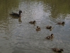 With Babies