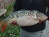 25lb-carp-hassall-green_0