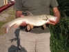 6-5-lb-barbel-hassall-green-copy
