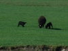 Black Sheep