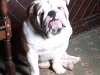 Charlie the bulldog