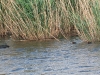 Coot and Babies